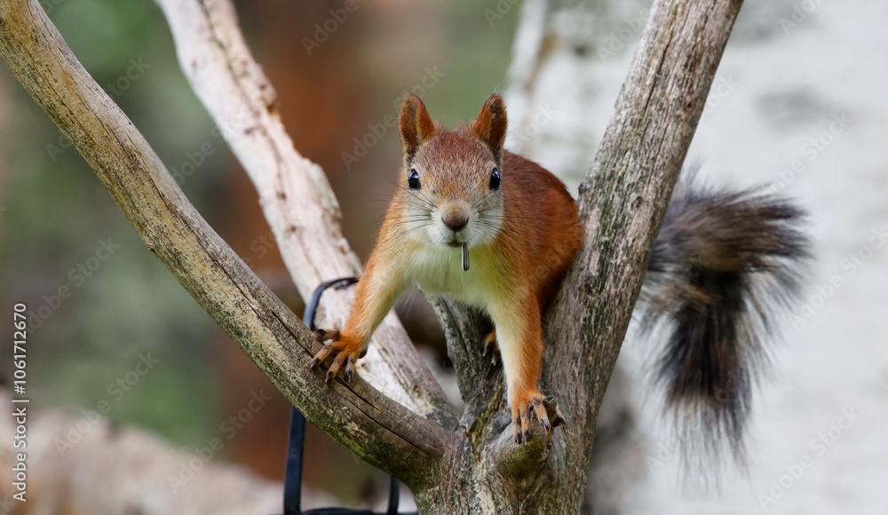 Red squirrels in the Taiga forest in Finland Red squirrels in the Taiga forest in Finland