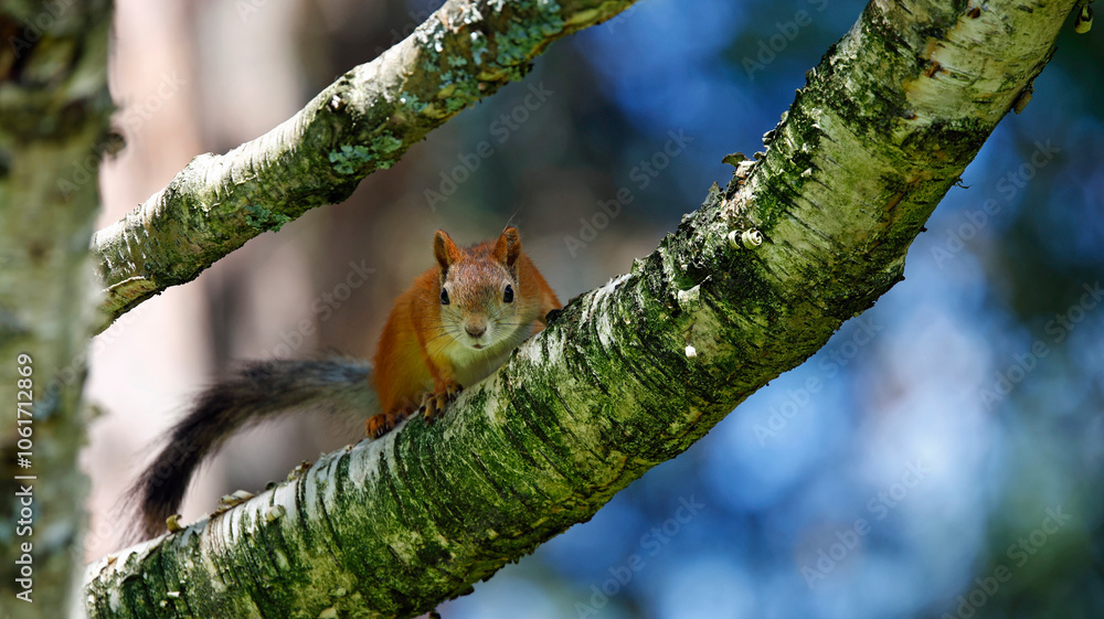 Fototapeta premium Red squirrels in the Taiga forest in Finland