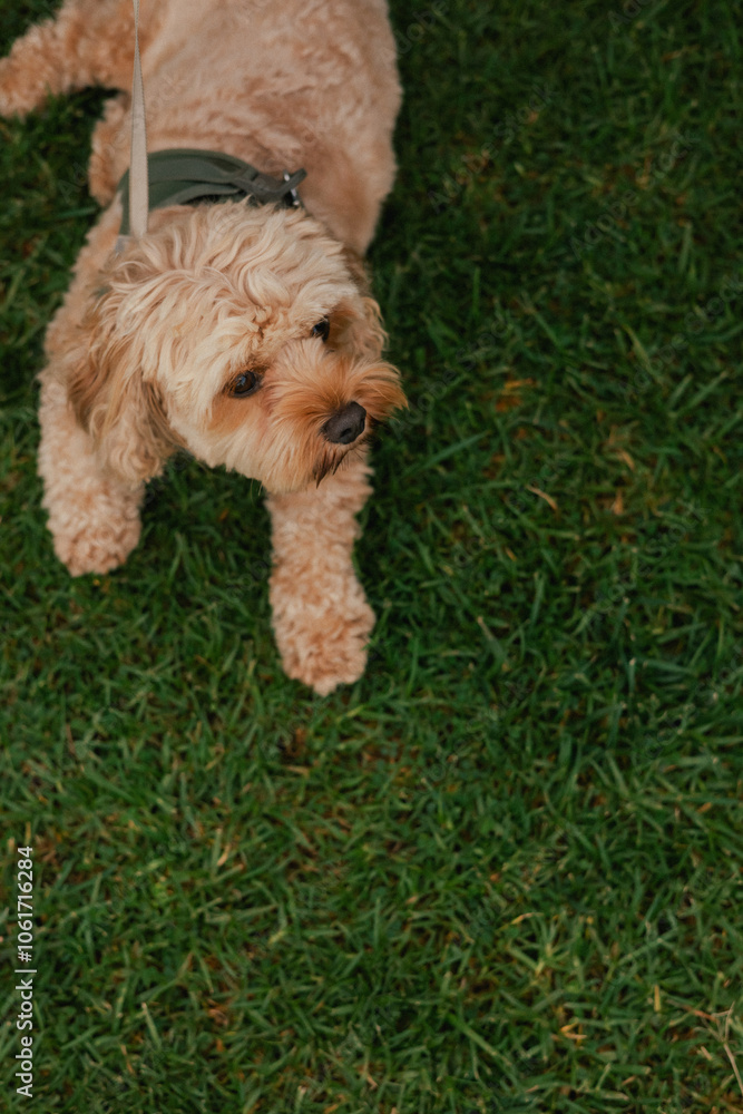 The dog is lying on the grass, top view. Pure Bred Dog on the World Dog Show. Friendship, walk, pets. Part of the series The dog is lying on the grass, top view. Pure Bred Dog on the World Dog Show. Friendship, walk, pets. Part of the series