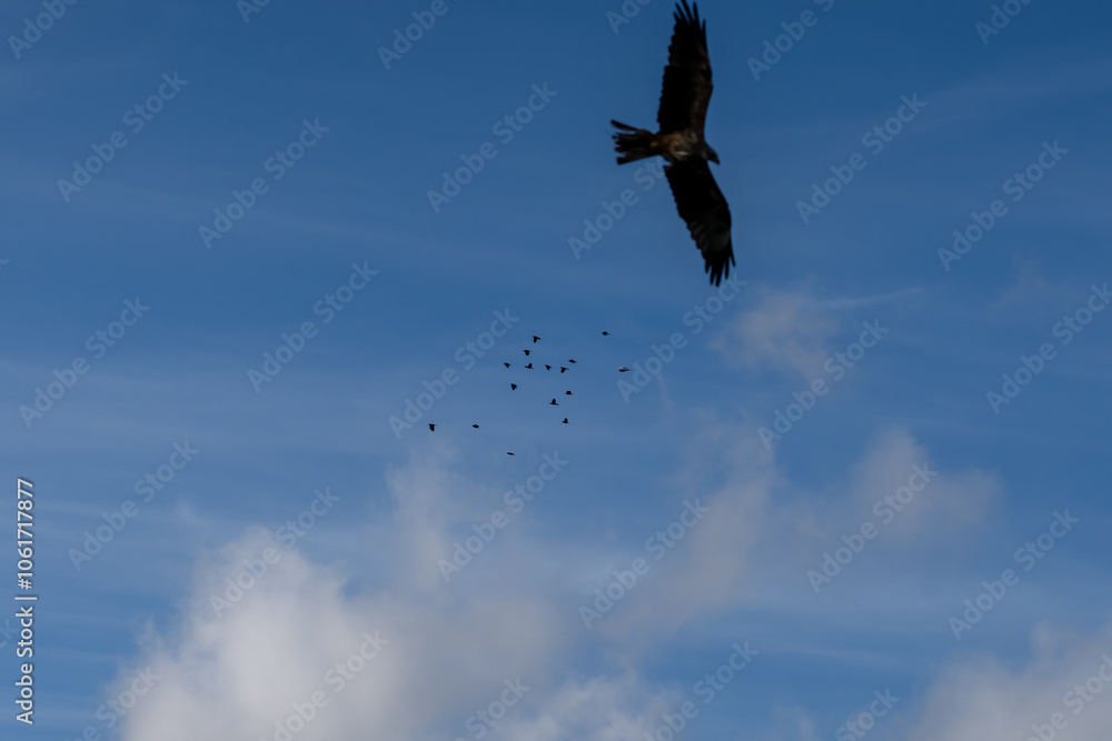 Fototapeta premium a black kite (Milvus migrans) in low-level flight 