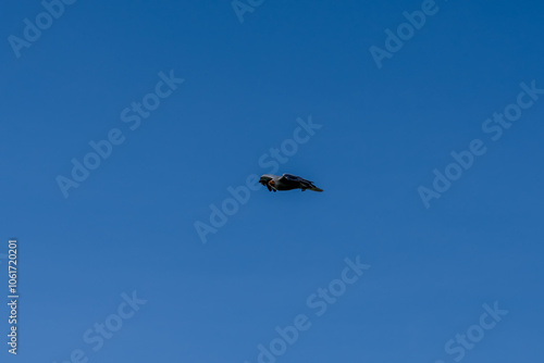 close-up of an Egyptian Vulture (Neophron percnopterus, Alimoche Común) in flight