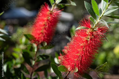 Callistemon plant in full bloom. Red flowers.