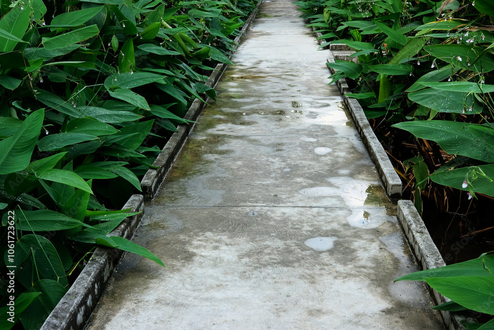 green bamboo forest green bamboo forest