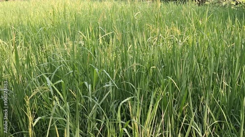 green grass in the wind