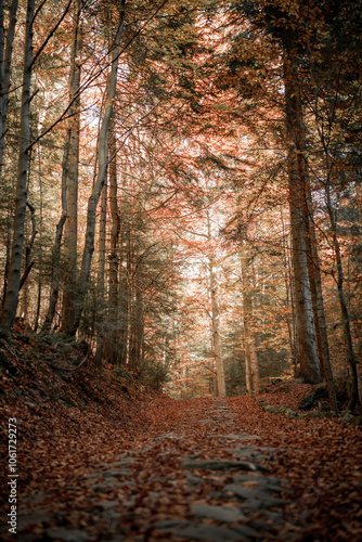 Autumn on a mountain trail / Jesień na górskim szlaku.