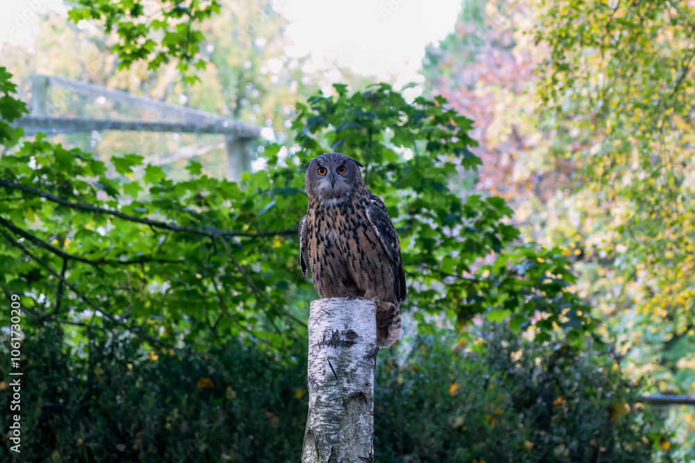 close-up of a a european eagle owl (Bubo bubo) close-up of a a european eagle owl (Bubo bubo)