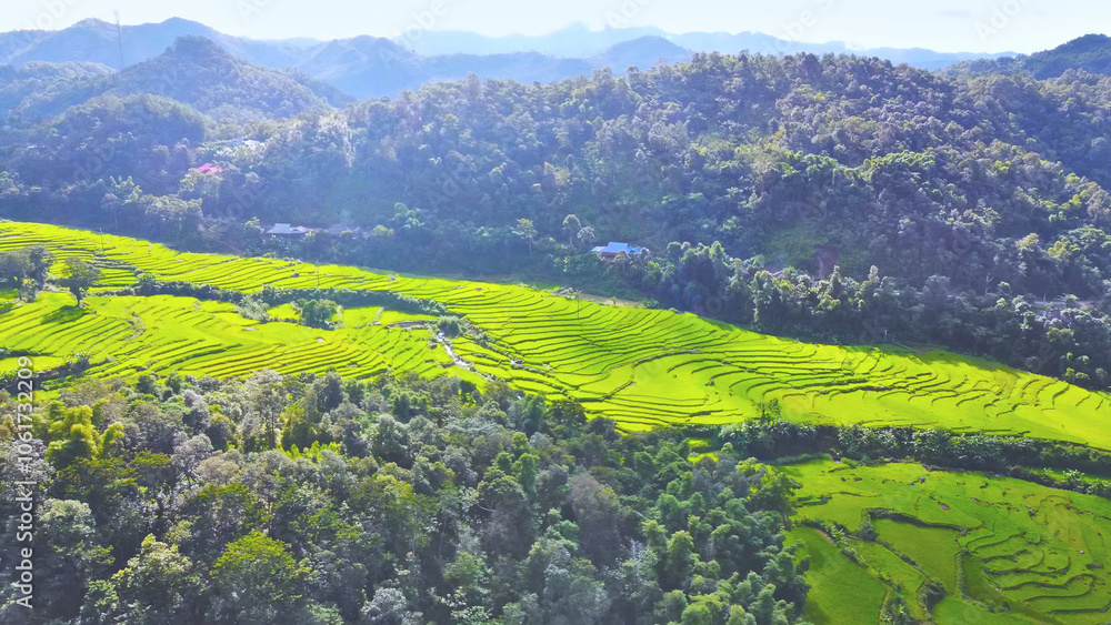 Obraz premium Aerial view of green rice fields on terraced fields