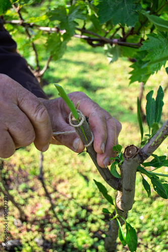 Foto hands of an old European farmer grafting new bud sprout in the rootstock, hybrid