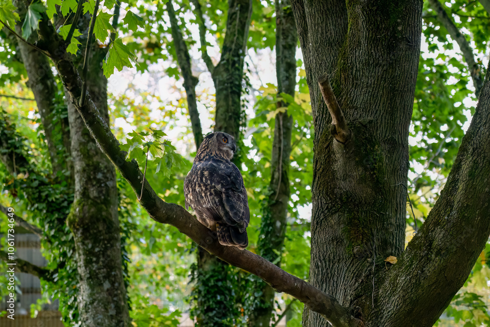 close-up of a a european eagle owl (Bubo bubo) close-up of a a european eagle owl (Bubo bubo)