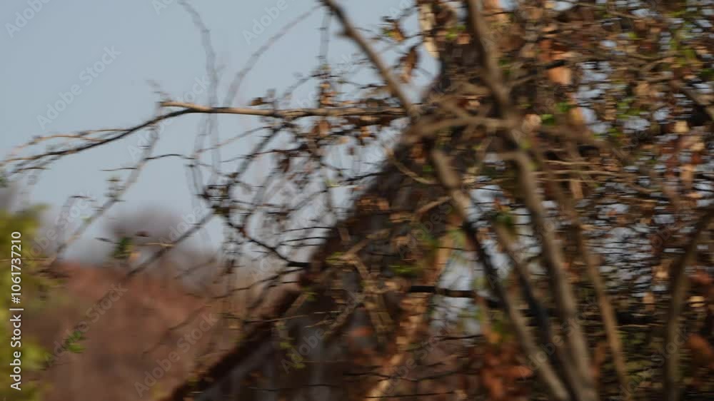 A 4K High Res close-up clip of a giraffe grazing on tall trees, capturing its long neck and graceful movements as it feeds, taken during a safari game drive. A 4K High Res close-up clip of a giraffe grazing on tall trees, capturing its long neck and graceful movements as it feeds, taken during a safari game drive.