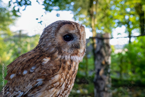 close-up of a Tawny Owl (Strix aluco) 