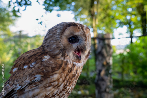 close-up of a Tawny Owl (Strix aluco) 