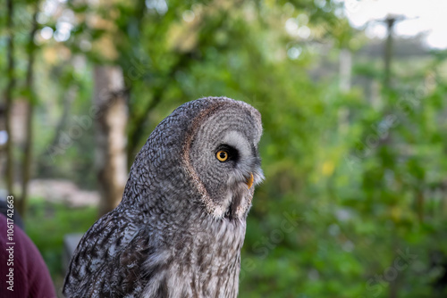 close-up of a great grey owl (Strix nebulosa) 