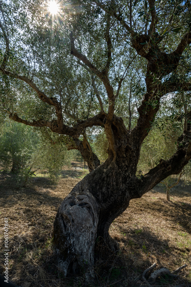 old olive trees the green gold of the Greeks old olive trees the green gold of the Greeks
