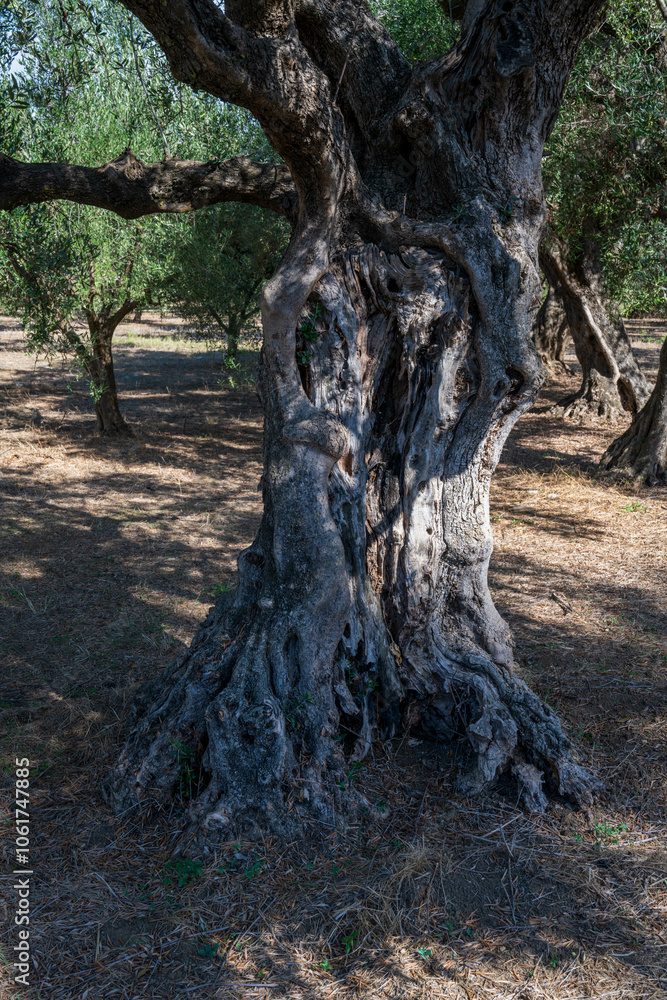 old olive trees the green gold of the Greeks old olive trees the green gold of the Greeks