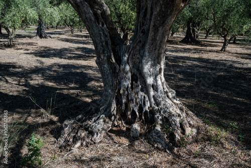 old olive trees the green gold of the Greeks