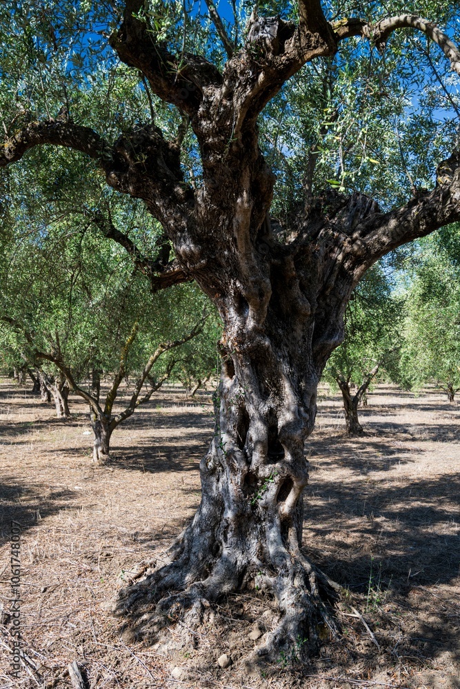 Fototapeta premium old olive trees the green gold of the Greeks