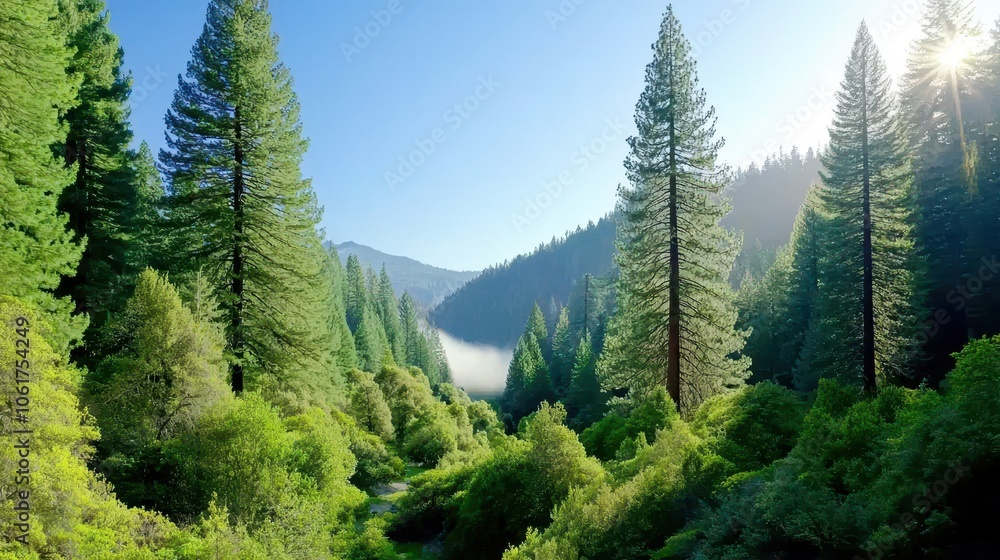 Fototapeta premium Majestic Redwood Forest Bathed in Sunlight