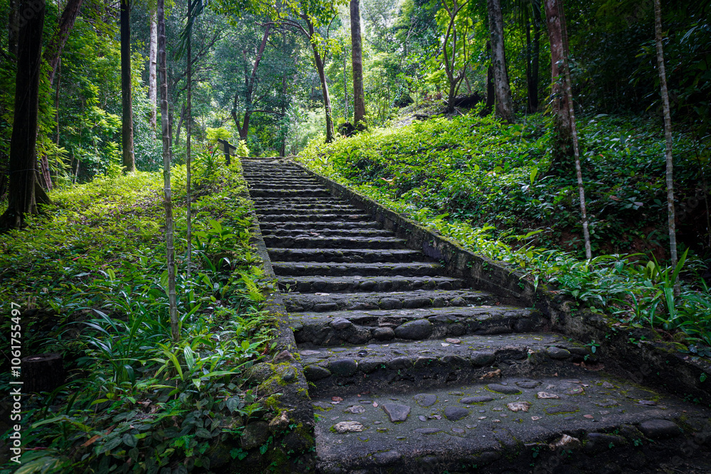 Tourist attraction, a walkway in a big forest for holiday travelers. Lifestyle, living in nature. Stairs in the middle of the forest and summer. Rain forest for exploring nature and the environment. Tourist attraction, a walkway in a big forest for holiday travelers. Lifestyle, living in nature. Stairs in the middle of the forest and summer. Rain forest for exploring nature and the environment.
