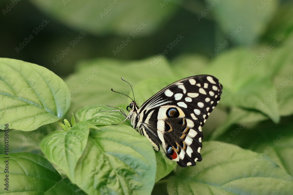 Close up black and white butterfly with geometric wings on a leaf Close up black and white butterfly with geometric wings on a leaf