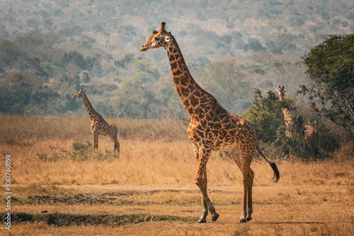 Canvas Print Giraffes roaming freely in Akagera National Park, Rwanda, under a clear sky