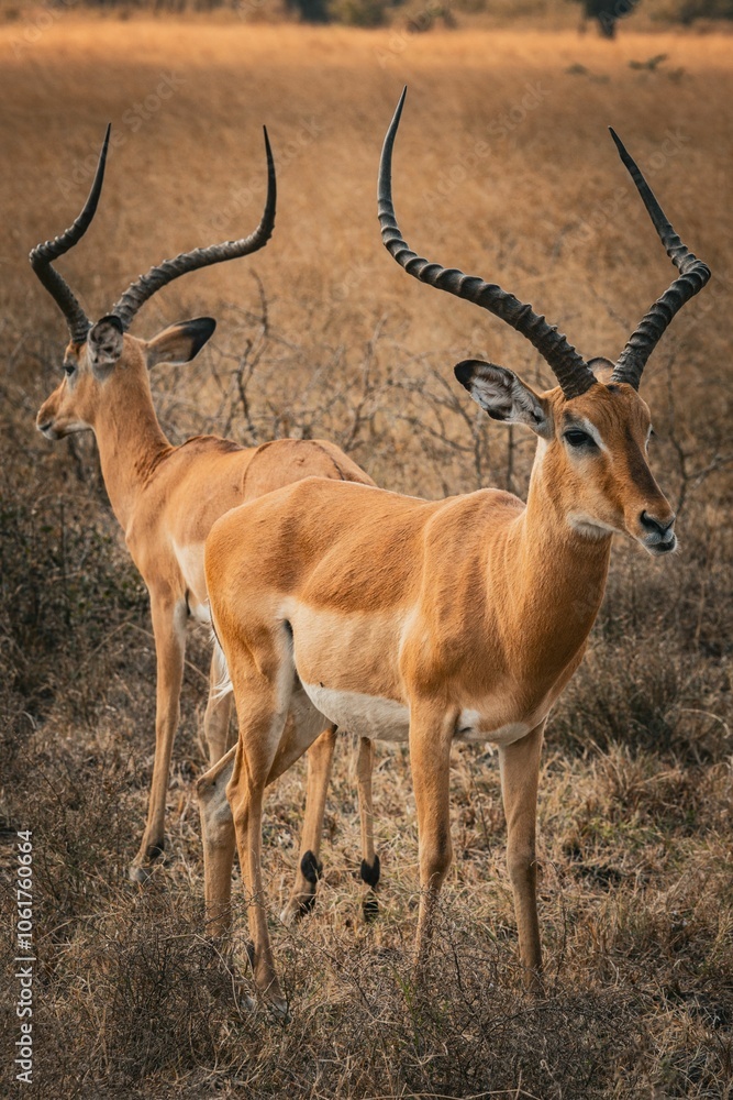 Impala gazelles standing in a grassy field at Akagera National Park, Rwanda Impala gazelles standing in a grassy field at Akagera National Park, Rwanda