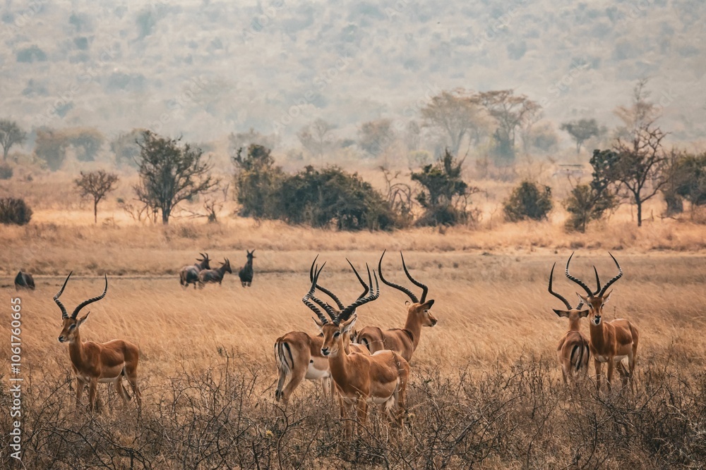 Fototapeta premium Impala gazelles standing in a grassy field at Akagera National Park, Rwanda