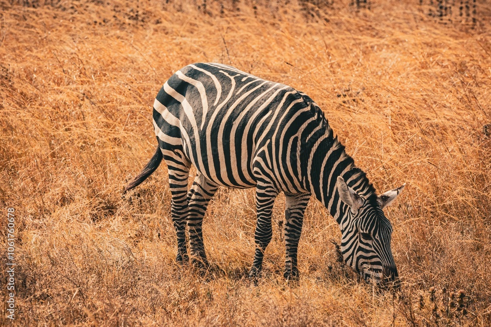 Fototapeta premium Zebra roaming the grasslands of Akagera National Park in Rwanda