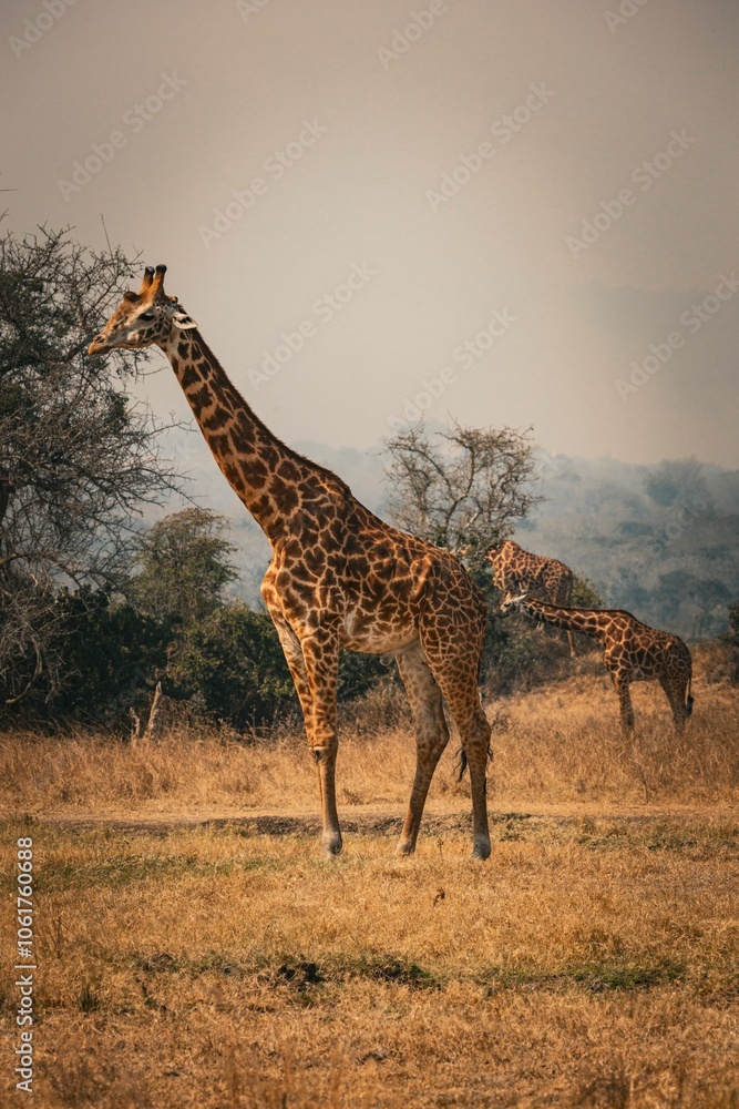 Obraz premium Giraffes roaming freely in Akagera National Park, Rwanda, under a clear sky