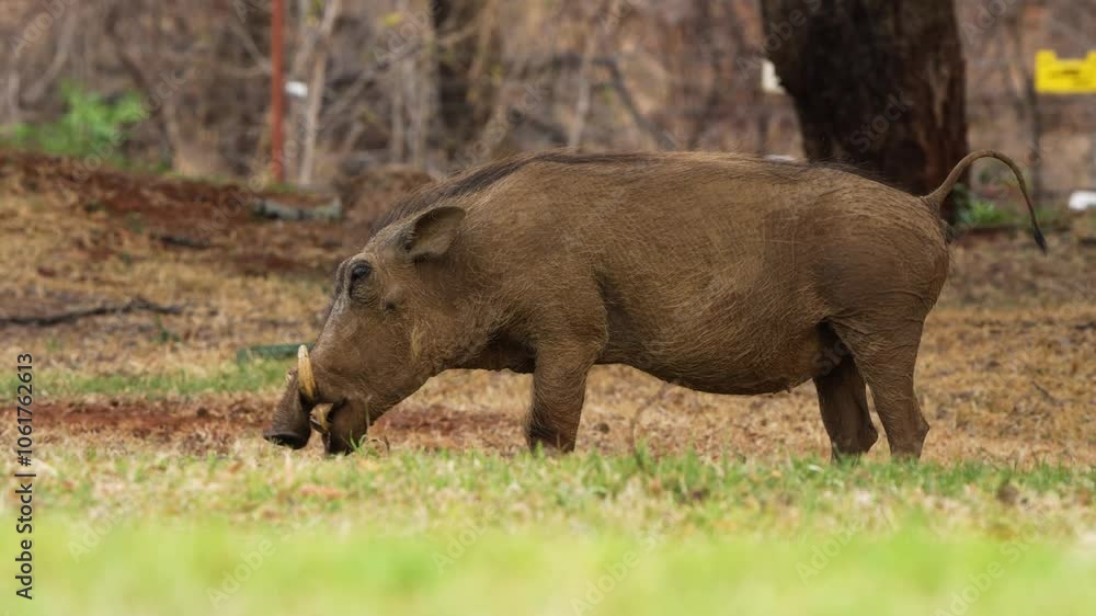 A 4K High Res clip of a warthog grazing on its knees inside a camping ground, showcasing its unique feeding behavior in an unexpected setting. taken during a safari game drive in South Africa A 4K High Res clip of a warthog grazing on its knees inside a camping ground, showcasing its unique feeding behavior in an unexpected setting. taken during a safari game drive in South Africa