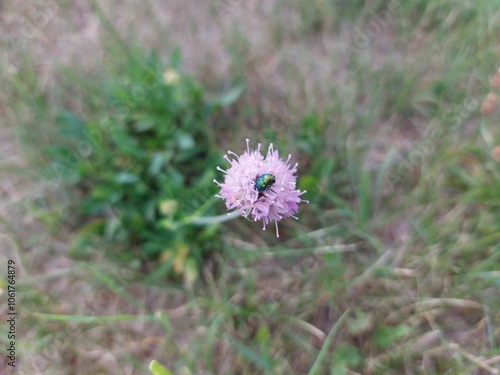 Bugs on the purple flower