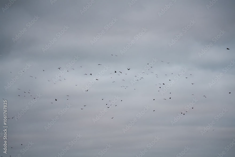 a large murder (flock) of crows (corvi) in flight a large murder (flock) of crows (corvi) in flight