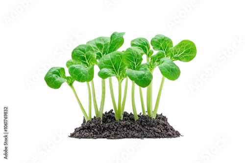 Fresh Green Seedlings Growing in Rich Soil