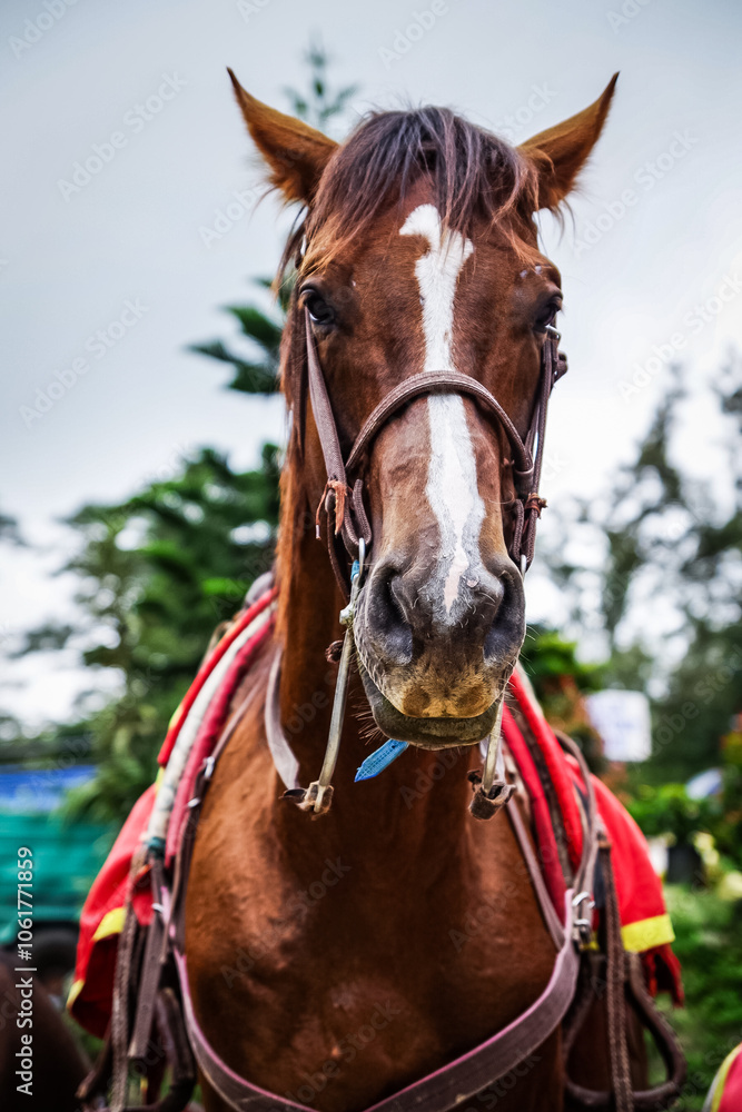 Obraz premium バギオのライトパークにいるお馬さん