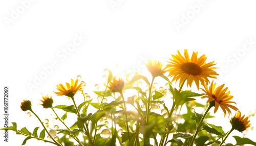 Hartweg's sundrops isolated with white shades, png photo