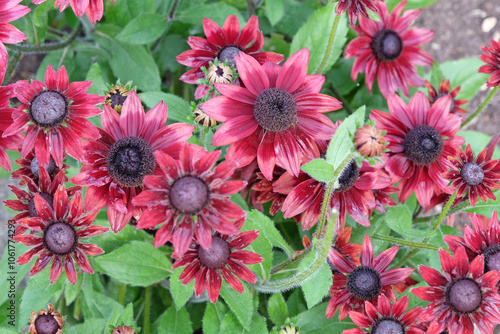 Photos Red pink Rudbeckia hirta ‘Cherry Brandy’ black eyed susan in flower