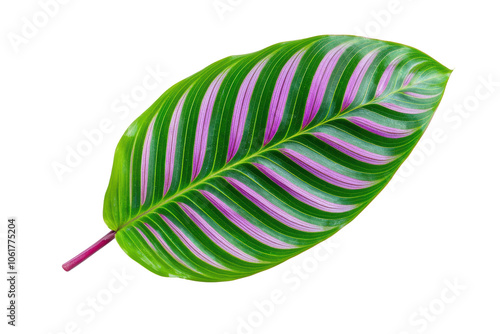 Colorful Leaf with Stripes of Green and Pink