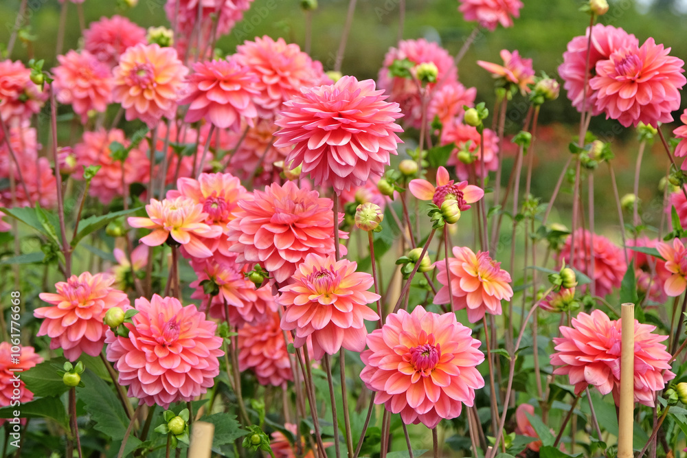 Pink decorative dahlia ‘Great Silence’ in flower. Pink decorative dahlia ‘Great Silence’ in flower.