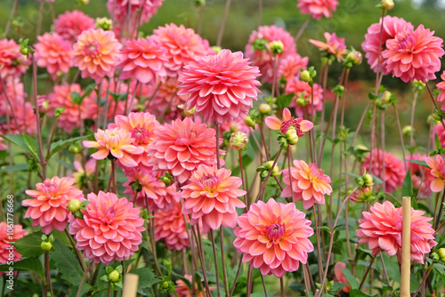 Pink decorative dahlia ‘Great Silence’ in flower.