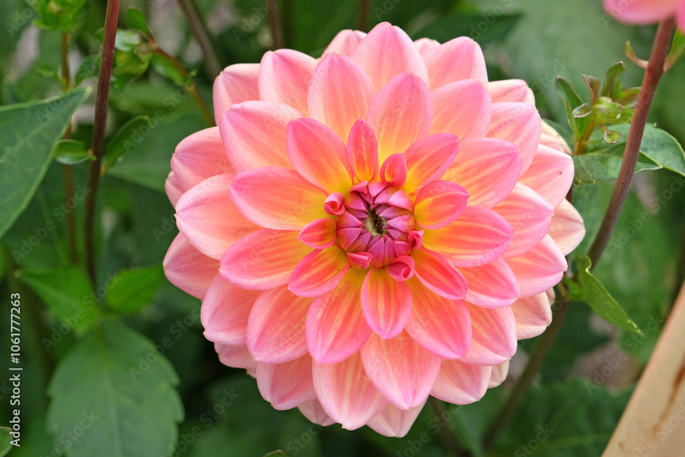 Fototapeta premium Salmon pink and yellow waterlily decorative dahlia ‘Pacific View’ in flower.
