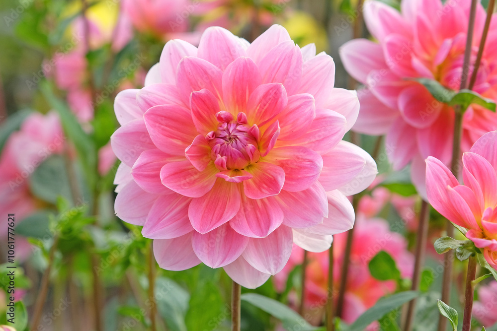 Fototapeta premium Pink and yellow waterlily dahlia ‘Twiggy’ in flower.