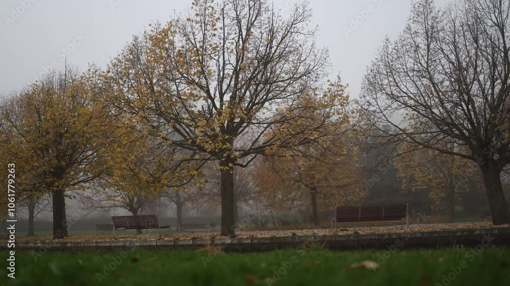 early in the morning in the park in the background fog in the foreground trees have already turned yellow early in the morning in the park in the background fog in the foreground trees have already turned yellow