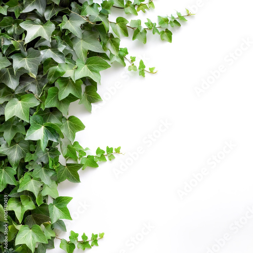 Cutout ivy with lush green foliage