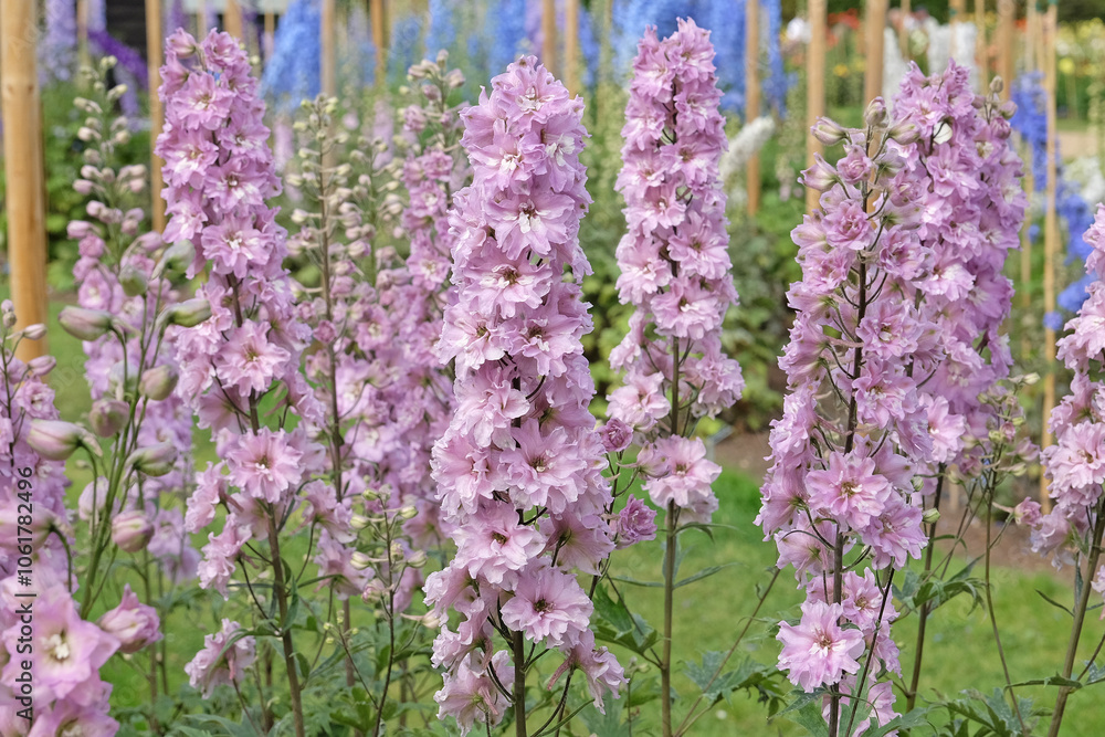 Fototapeta premium Pink Delphinium ‘Mini Pinks Mixed’ in flower