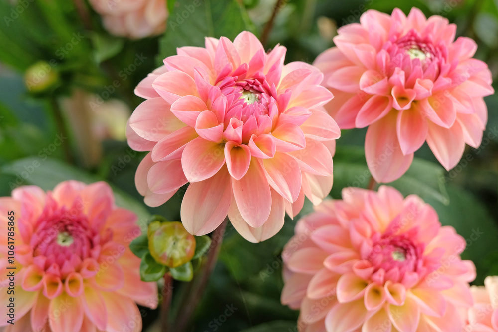 Salmon and coral pink decorative dahlia ‘Sebastian’ in flower. Salmon and coral pink decorative dahlia ‘Sebastian’ in flower.