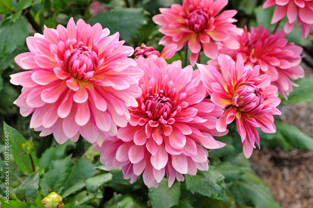 Pink cactus decorative dahlia ‘Missis Dutch’ in flower. Pink cactus decorative dahlia ‘Missis Dutch’ in flower.