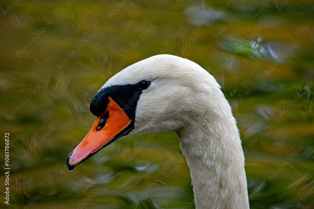 Obraz premium Porträt eines Höckerschwans
