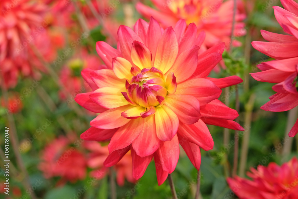 Obraz premium Bright Pink, orange peach and yellow decorative dahlia ‘Rainbow Silence’ in flower.