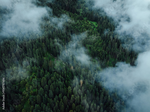 Fototapeta Naklejka Na Ścianę i Meble -  Aerial view of forest landscape in fog and rain