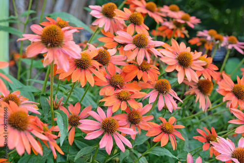 Tableau sur toile Echinacea coneflower ‘Sombrero Adobe Orange’ in flower.